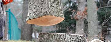 Best Tree and Shrub Care  in Dresser, WI