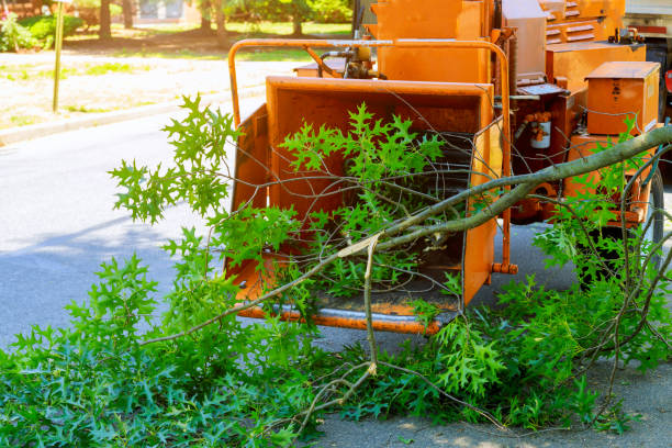 Best Hedge Trimming  in Dresser, WI