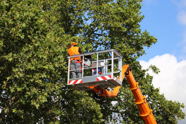 Best Tree Health Inspection  in Dresser, WI
