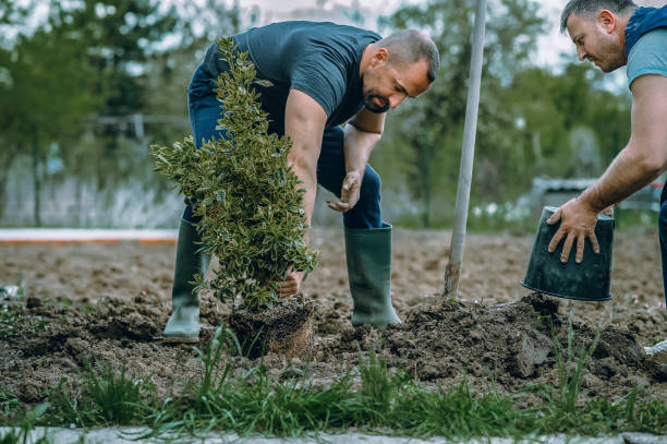 Best Storm Damage Tree Cleanup  in Dresser, WI