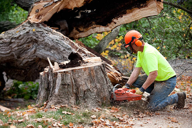 Best Tree Preservation Services  in Dresser, WI