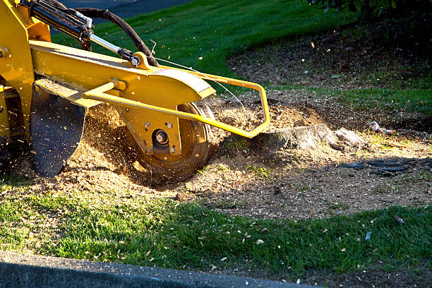 Best Tree Risk Assessment  in Dresser, WI