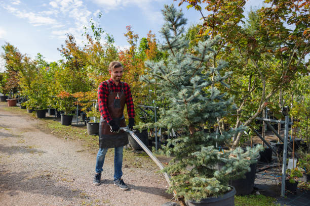 How Our Tree Care Process Works  in  Dresser, WI