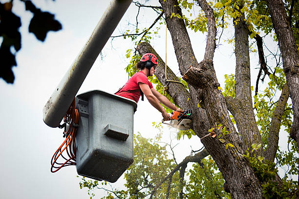 Best Tree Cabling and Bracing  in Dresser, WI