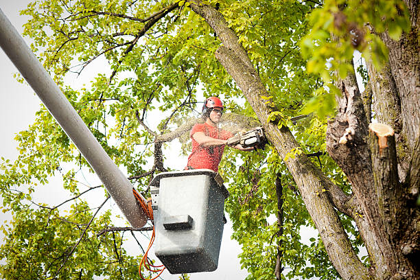 Best Root Management and Removal  in Dresser, WI